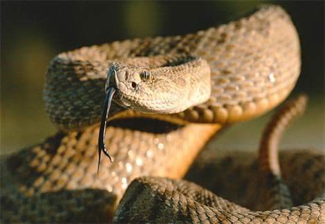 westerndiamondback6.jpg